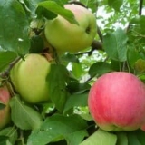 9 Ljetnih sorti jabuka - koje su ukusnije, ljetne i kasnoljetne